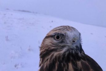 Мохноногий канюк Исбъерн фото Натальи Раевской